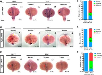 Mild cold stress specifically disturbs clustering movement of DFCs and sequential organ left-right patterning in zebrafish